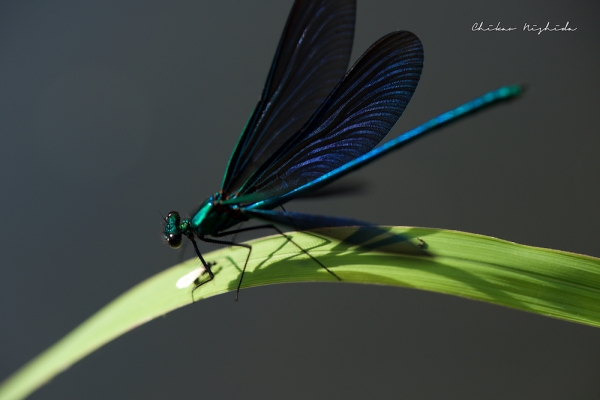 ファイル名: butterfly2.jpeg
ファイルサイズ: 659.4KB
→クリックで元のサイズを表示 butterfly2