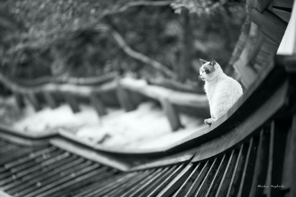 ファイル名: cat.jpeg
ファイルサイズ: 352.3KB
→クリックで元のサイズを表示 cat