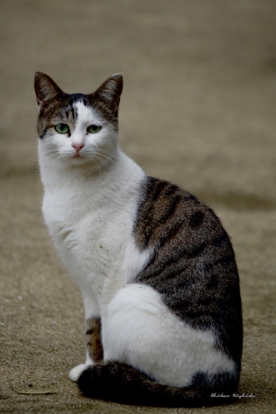 ファイル名: D85_1400.jpeg
ファイルサイズ: 438.3KB
→クリックで元のサイズを表示 D85_1400