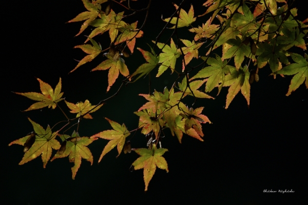 ファイル名: D85_1295.jpeg
ファイルサイズ: 850.7KB
→クリックで元のサイズを表示 D85_1295