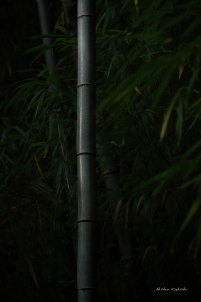 ファイル名: D85_1348.jpeg
ファイルサイズ: 316.1KB
→クリックで元のサイズを表示 D85_1348