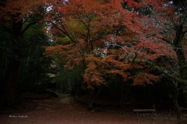 ファイル名: taisho-ji-11.jpeg
ファイルサイズ: 1.18MB
→クリックで元のサイズを表示 taisho-ji-11