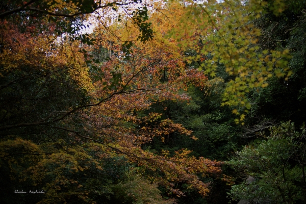 ファイル名: taisho-ji-8.jpeg
ファイルサイズ: 1.40MB
→クリックで元のサイズを表示 taisho-ji-8