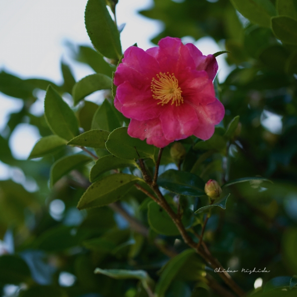 camellia-1