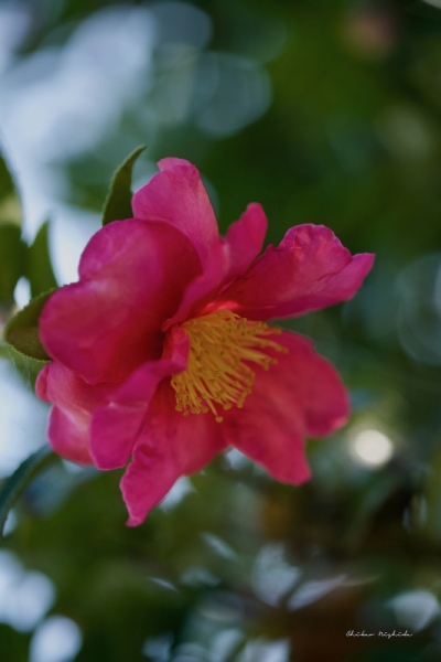 camellia-2