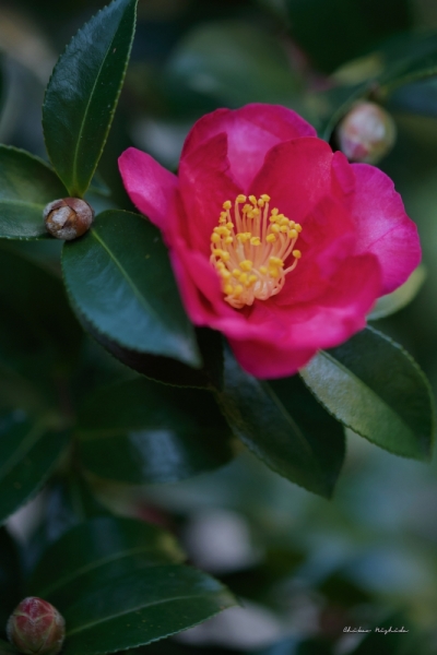 camellia-3