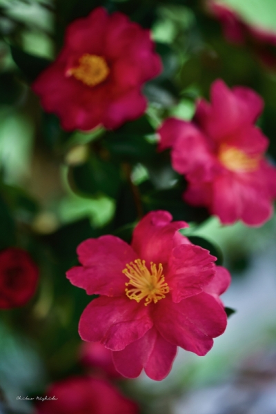 ファイル名: camellia-4.jpeg
ファイルサイズ: 342KB
→クリックで元のサイズを表示 camellia-4