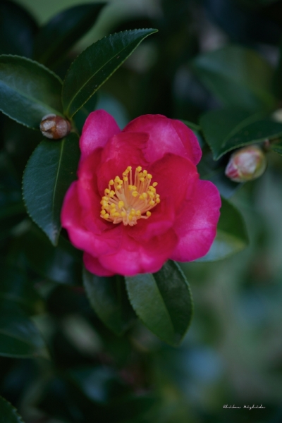 camellia-5