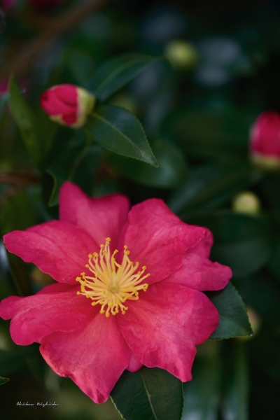 camellia-6