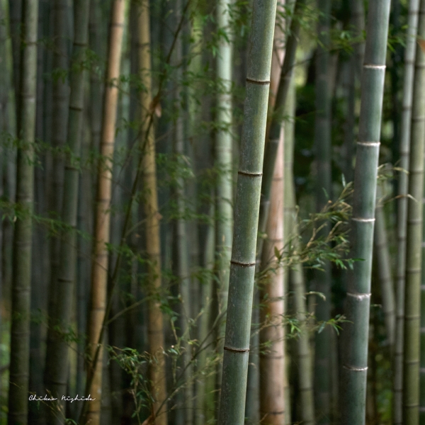 ファイル名: bambooicon.jpeg
ファイルサイズ: 1.13MB
→クリックで元のサイズを表示 bambooicon