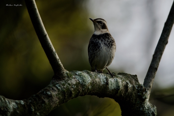 hakenomiya-bird1