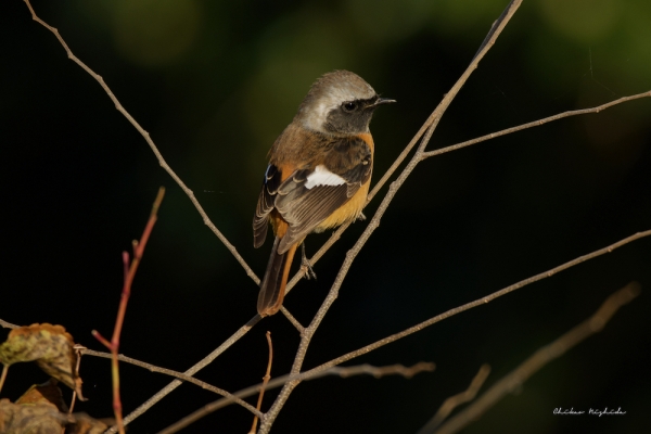 hakenomiya-bird2