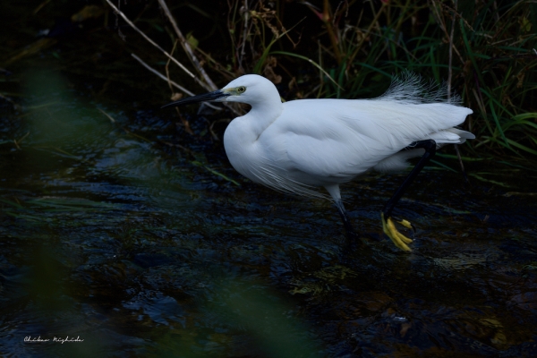 hakenomiya-bird3