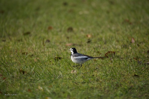 hakenomiya-bird4