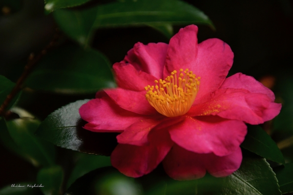 camellia1