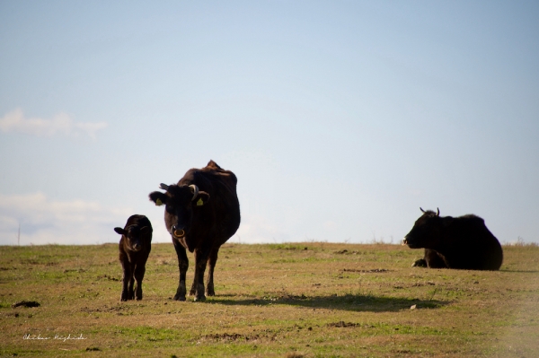 ファイル名: cow.jpeg
ファイルサイズ: 718.9KB
→クリックで元のサイズを表示 cow