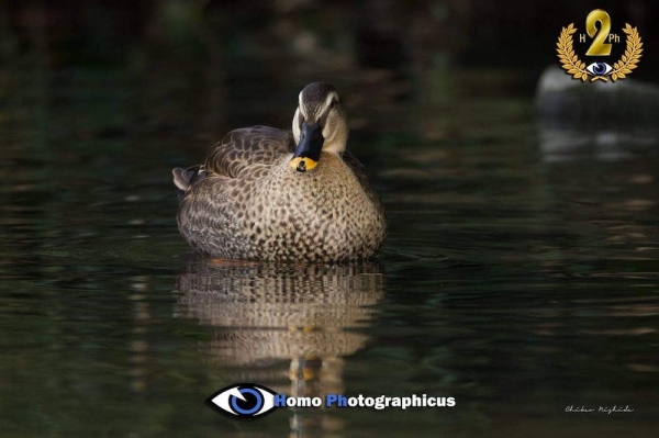 Spot-billed-1