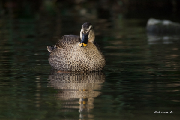 Spot-billed-2