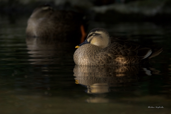 Spot-billed-3