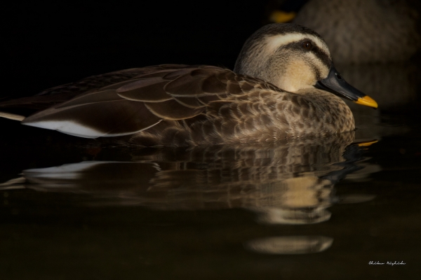 Spot-billed-5