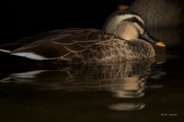 Spot-billed-5