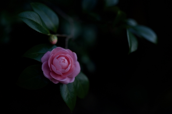 camellia-1