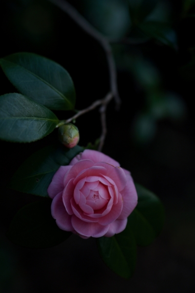 camellia-3