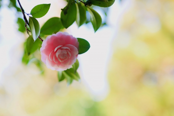 ファイル名: camellia-4.jpeg
ファイルサイズ: 528.7KB
→クリックで元のサイズを表示 camellia-4