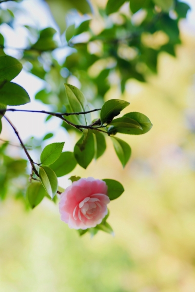ファイル名: camellia-5.jpeg
ファイルサイズ: 343.3KB
→クリックで元のサイズを表示 camellia-5