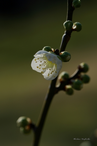 ume-hake