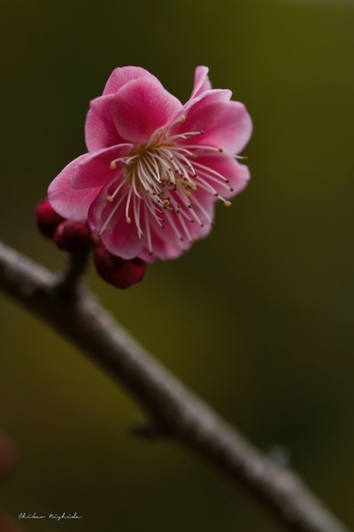 ume-taniozaki