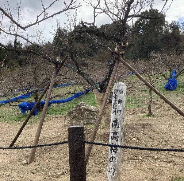 ファイル名: ume-1.jpg
ファイルサイズ: 1.31MB
→クリックで元のサイズを表示 ume-1