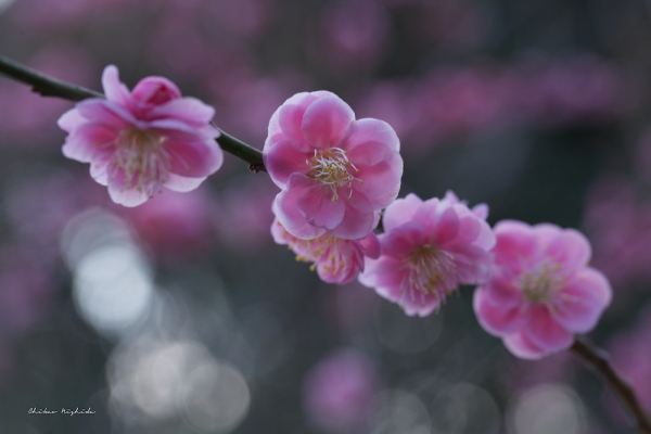 plumblossom-2