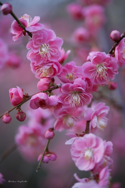 plumblossom-3