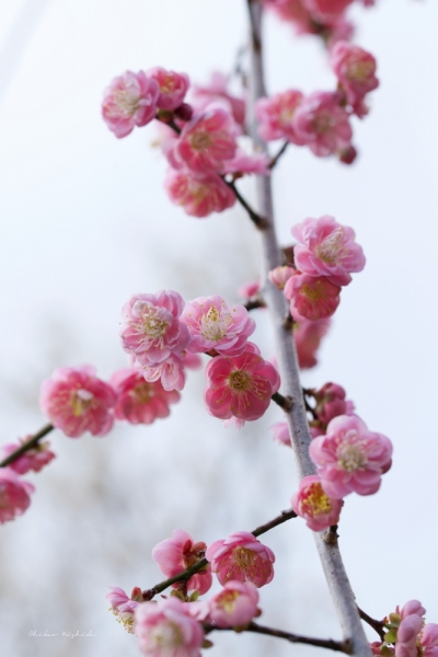 plumblossom-5