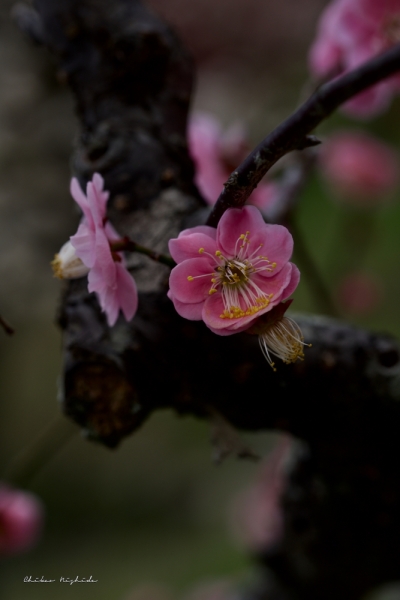 plumblossom-6