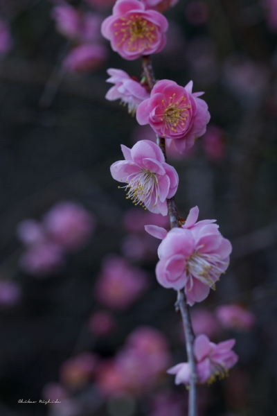 plumblossom-7