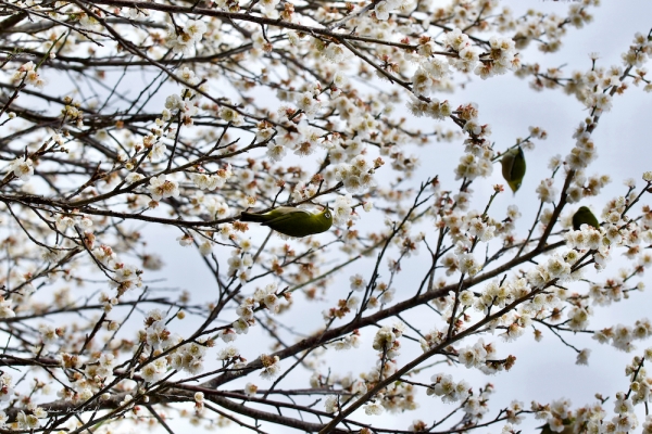 plumblossom-9