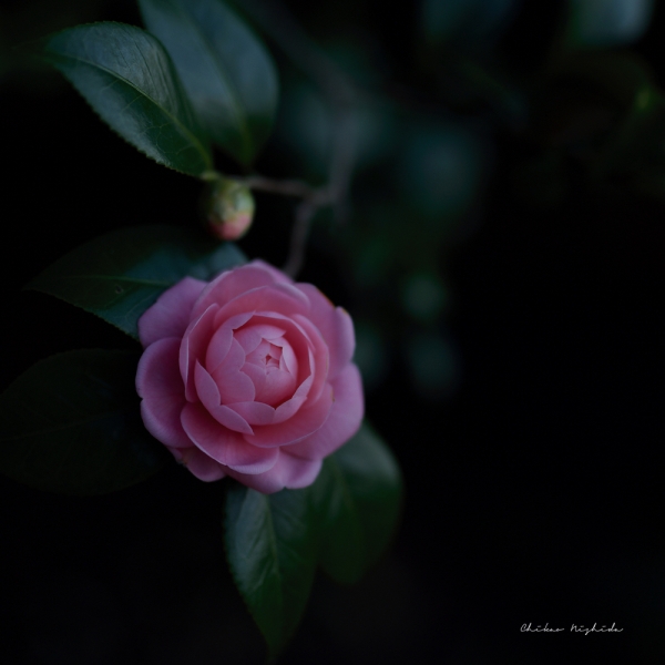 CAMELLIA-2