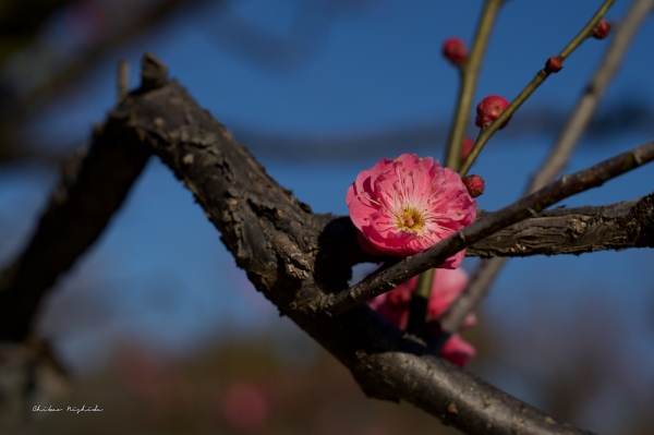 plum-red