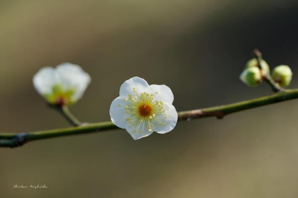 plum-white