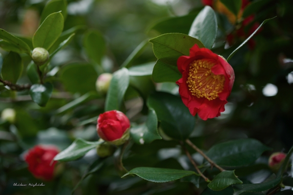 camellia-1-1