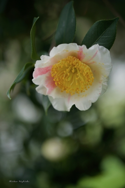 camellia-1-3