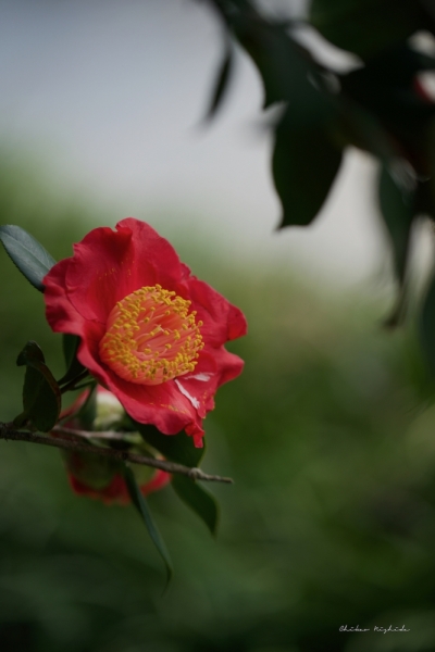 camellia-1-6