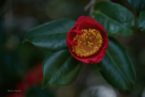 CAMELLIA-1-3