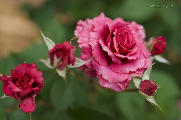 rosegarden-1
