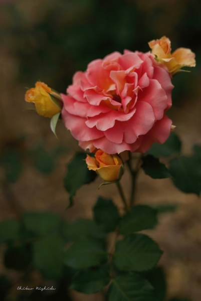 rosegarden-5