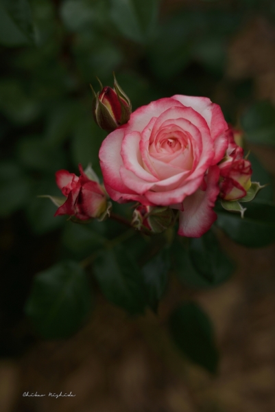 rosegarden-7