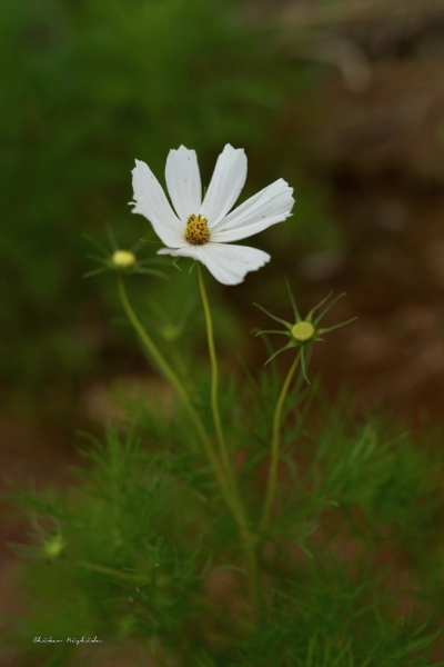 ファイル名: cosmos-hanko-1.jpeg
ファイルサイズ: 311.6KB
→クリックで元のサイズを表示 cosmos-hanko-1