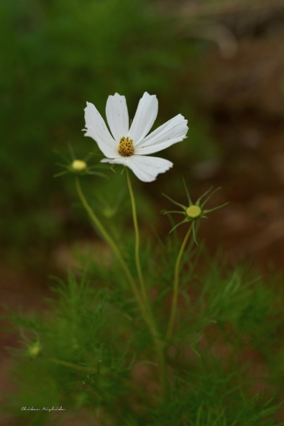 cosmos-hanko-1